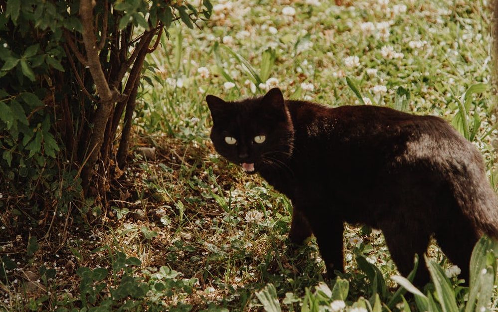 Czarny kot / fot. pexels