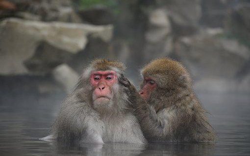 Japonia: napady agresywnych makaków. Z jednej małpy zrobił się cały gang