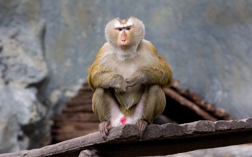 Agresywny makak napada mieszkańców Japonii