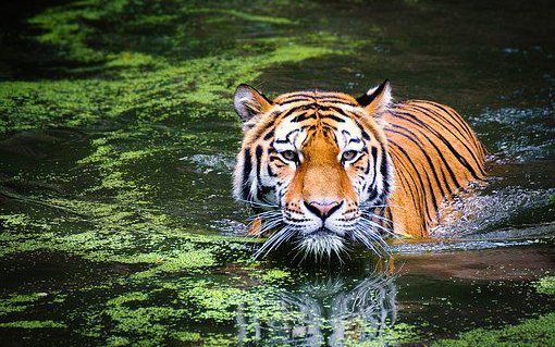 Tygrysy: ciekawostki, których nie znasz