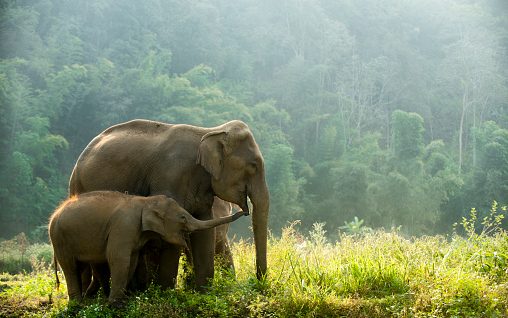 Słonie: ciekawostki, o których nie miałeś pojęcia, fot. pixabay.com