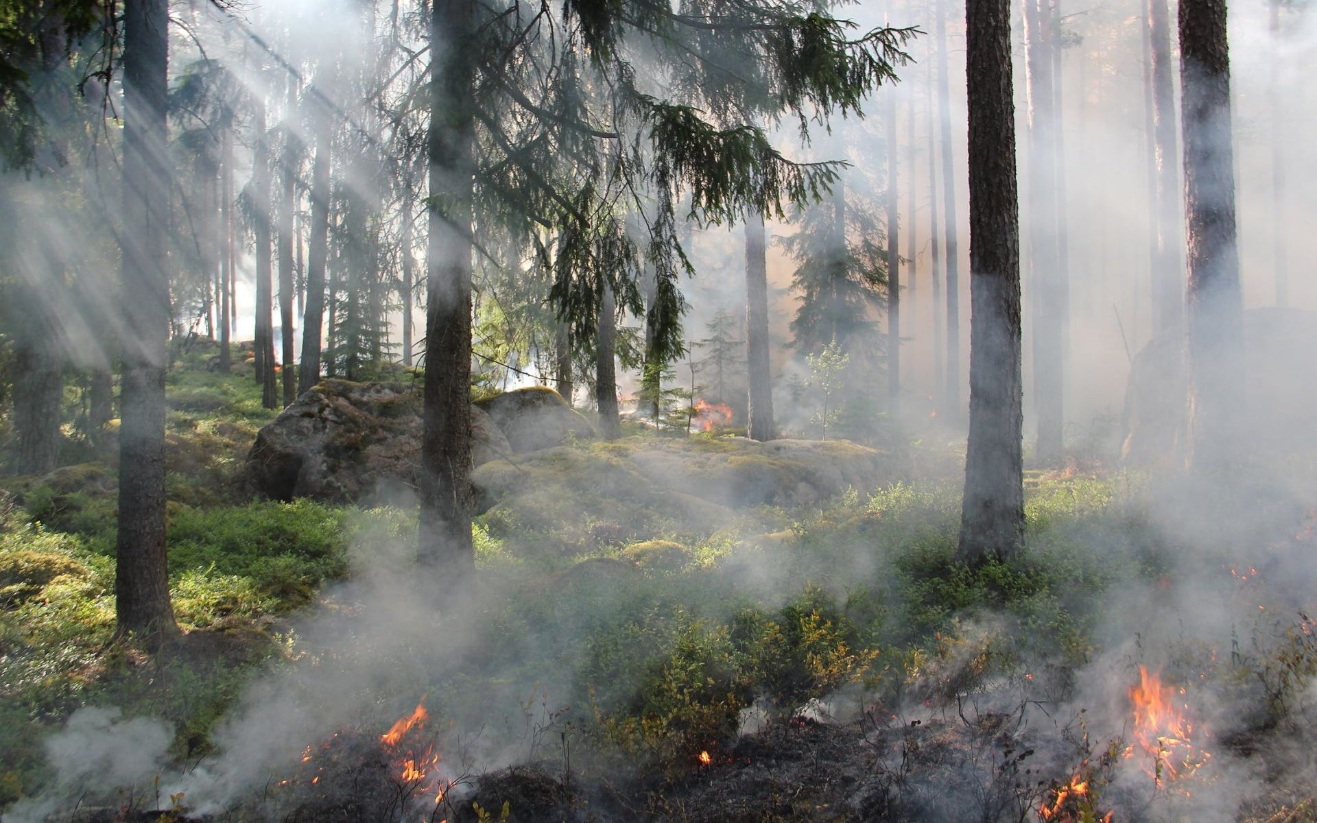USA. 26-latek wywołał pożar lasu, bo chciał zabić pająka /fot. pexels