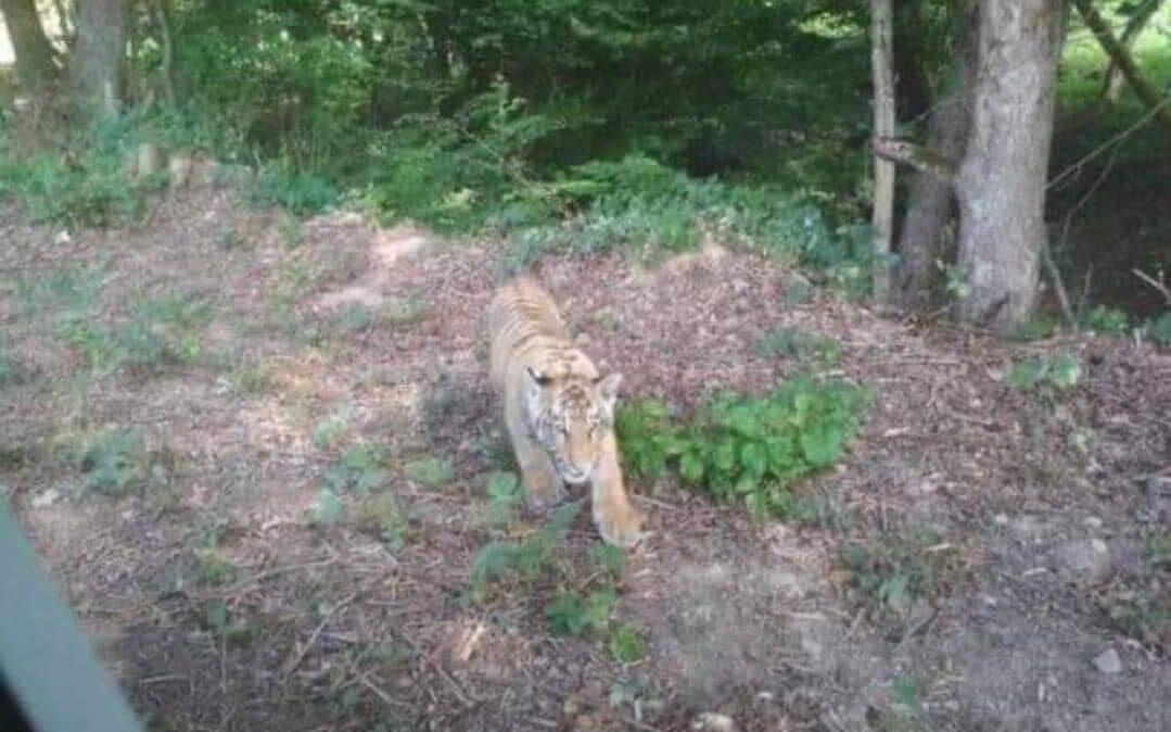 Tygrys uciekł z ukraińskiego zoo i grasuje na Słowacji /fot. facebook.com/policiaslovakia