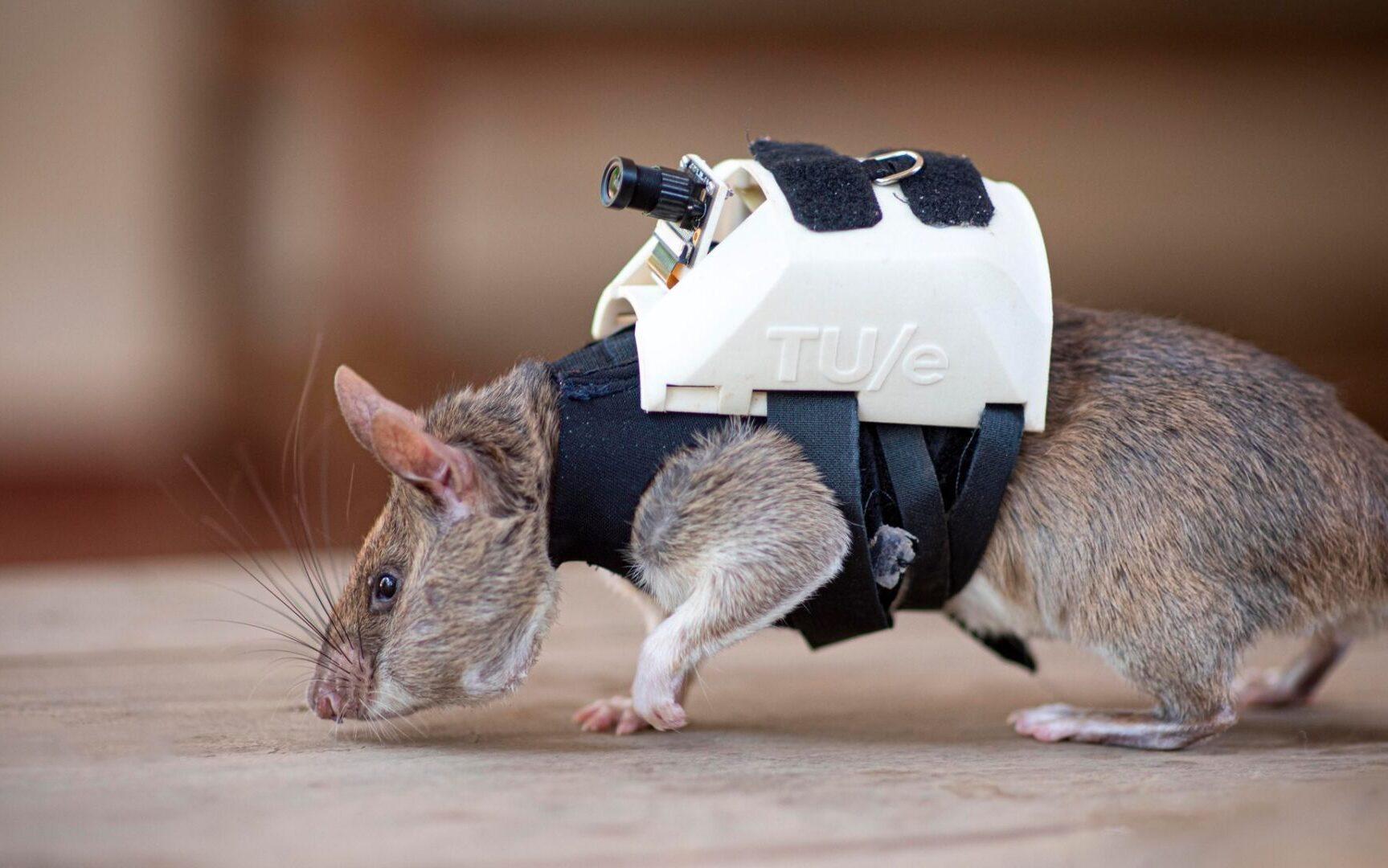Tresowane szczury z kamerą na plecach będą ratować ludzi z gruzów /fot. facebook.com/herorat