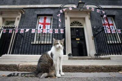 Koci premier mieszka w Wielkiej Brytanii? Larry The Cat