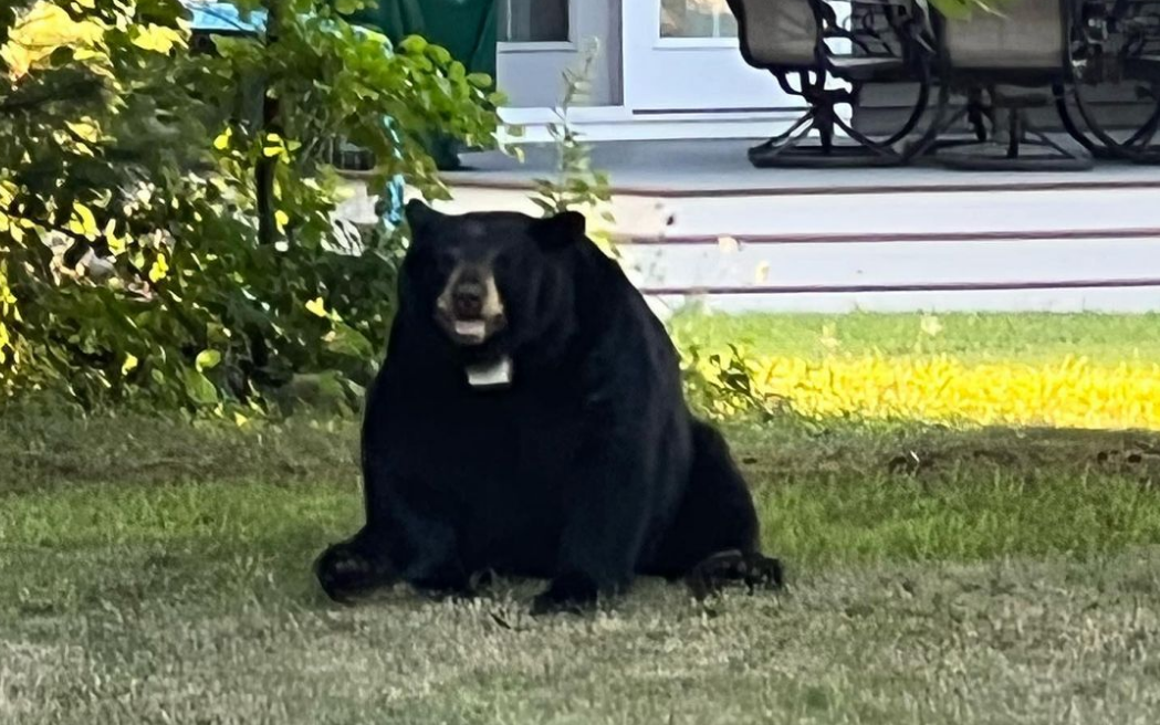 Niedźwiedź zapadł w sen zimowy pod tarasem i... został internetowym celebrytą /fot. instagram.com/marty.the.bear