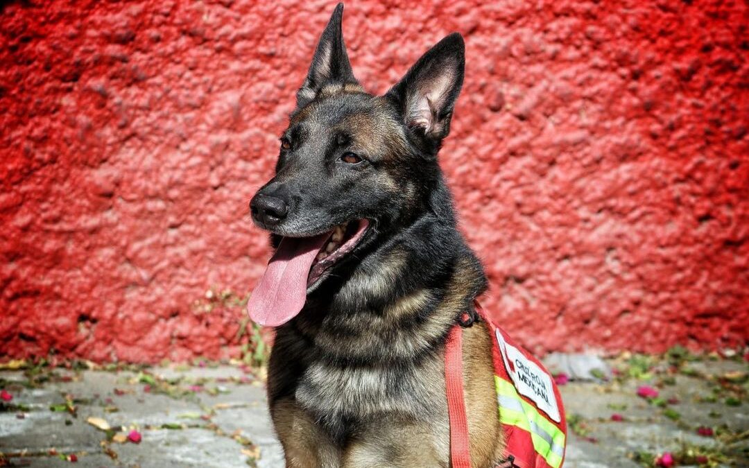 Ratował innych, sam zginął pod gruzami. Pies Proteo pożegnany z honorami w Turcji /fot. instagram.com/haysev