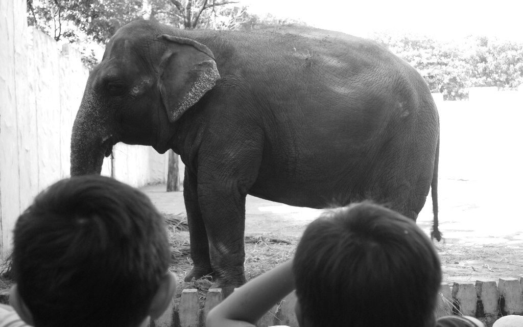 Filipiny: Nie żyje "najsmutniejszy słoń świata"