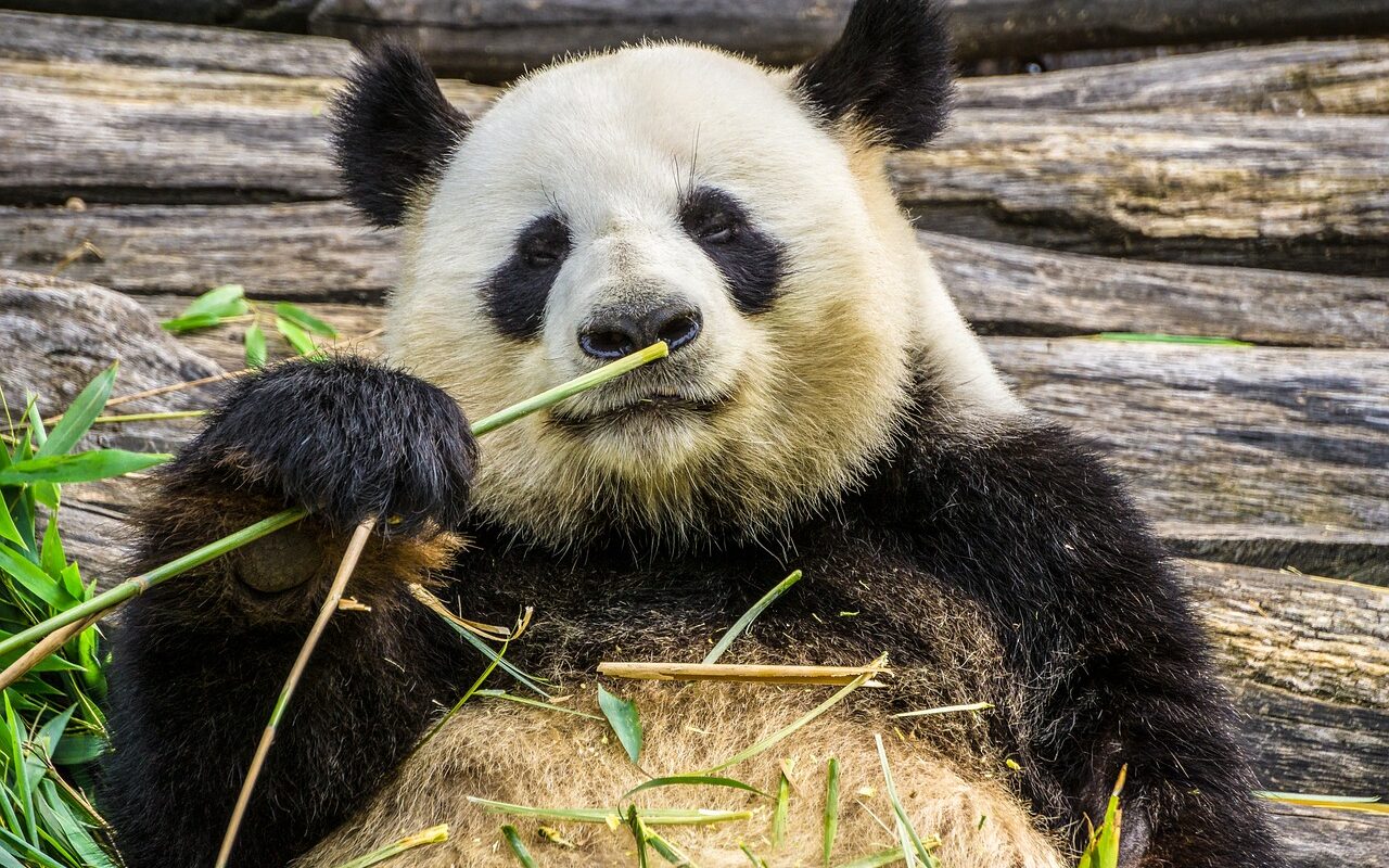 Dyplomacja pandy. Pandy z amerykańskiego zoo powróciły do Chin