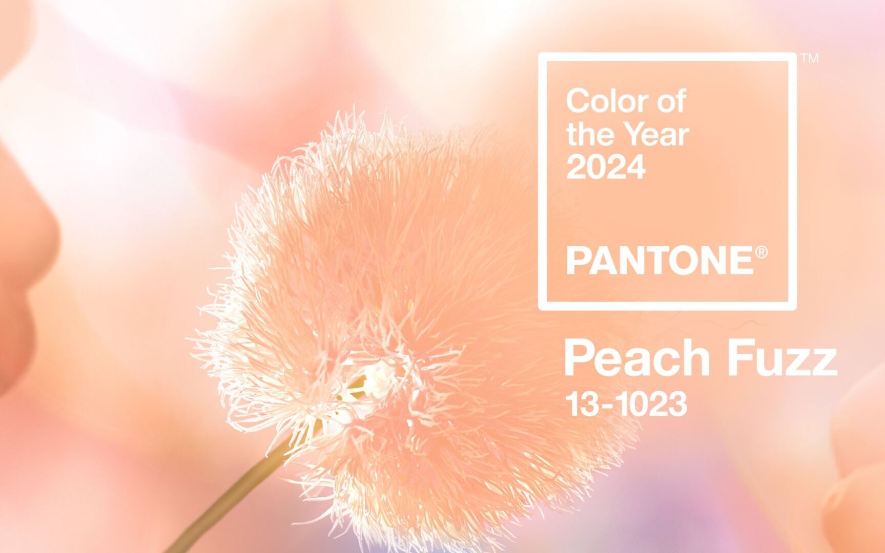 "Peach Fuzz" Kolorem Roku 2024