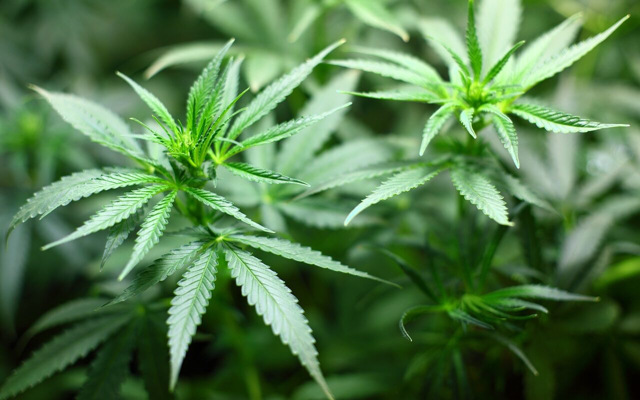 Niemcy legalizują marihuanę. Ciężko będzie ją kupić, fot. canva.com