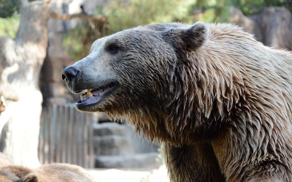 Słowacja: Niedźwiedź zaatakował ludzi na jednym z osiedli